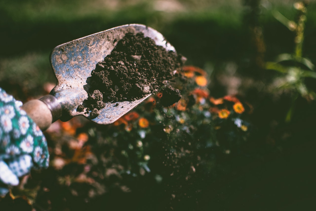 Leukste plantjes voor in je moestuin